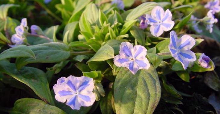 Omphalodes cappadocica 'Starry Eyes'